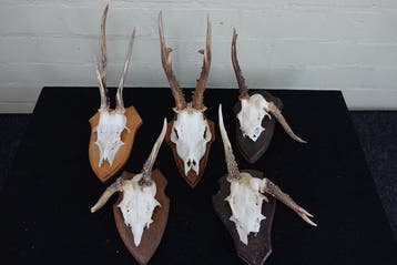abnormal Roebuck Schedel - Capreolus capreolus - 0 cm - 0 cm, Verzamelen, Dierenverzamelingen, Nieuw