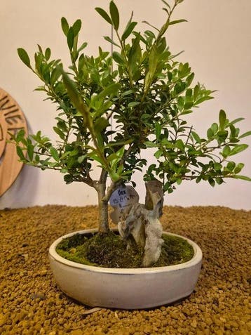 Japanese holly bonsai (Ilex crenata) - Hoogte (boom): 26 cm