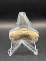 Megalodon - Fossiele tand - Otodus Megalodon - 4.6 cm - 3.99, Verzamelen