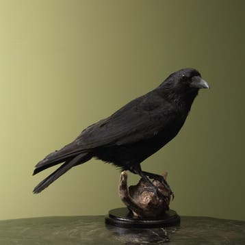 Kraai Taxidermie Opgezette Dieren By Max, Verzamelen, Dierenverzamelingen, Ophalen of Verzenden, Nieuw, Vogel, Opgezet dier