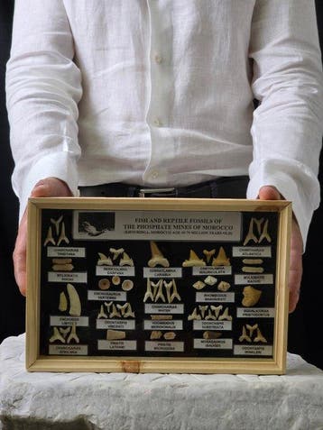 Vitrine met een verzameling authentieke fossiele tanden uit, Verzamelen