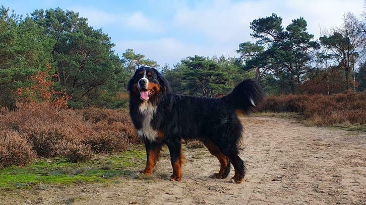 Berner sennen dekreuen HD - A / ED - vrij. DNA getest, Dieren en Toebehoren, Honden | Dekreuen, Meerdere, Reu, CDV (hondenziekte)