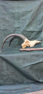 Hippotrague noir Taxidermie wandmontage - Hippotragus niger, Verzamelen, Dierenverzamelingen, Nieuw