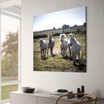 Fabio Accorrà - Untamed spirits XXL