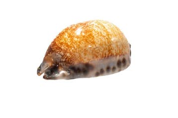Grote Arabische Kauri Cypraea arabica immanis | Zeldzame, Nieuw