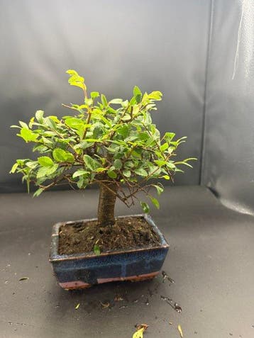 Japanese iep bonsai (Zelkova) - Hoogte (boom): 20 cm -