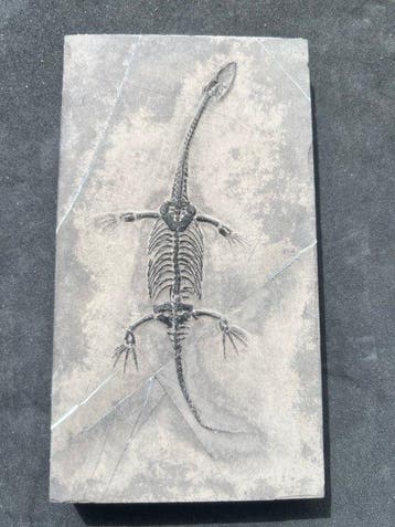 Zeereptiel - Gefossiliseerd dier - Fossile de Keichousaurus, Verzamelen