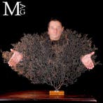 Natuurlijke zwarte Gorgonia - Een moderne Wunderkammer -, Verzamelen
