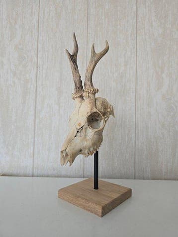 Reebok Taxidermie volledige montage - Capreolus capreolus -, Nieuw