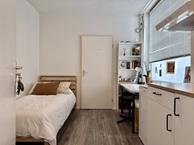 Studio Franciscus Romanusweg in Maastricht, Overige soorten, Limburg