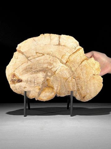 Prachtige snede van versteend hout op een op maat gemaakte