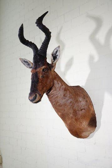 Hartenbeest Schedel - Alcelaphus buselaphus - 65 cm - 110 cm, Nieuw