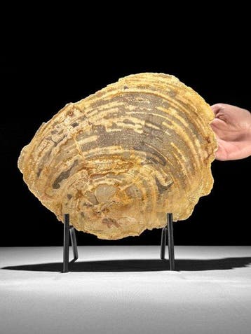 Prachtige plak versteend hout op een op maat gemaakte