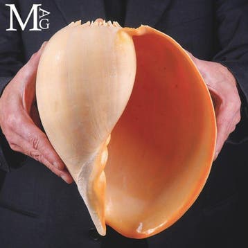 Grote Melo broderipii-schelp - Filipijnen - Extra kwaliteit, Nieuw