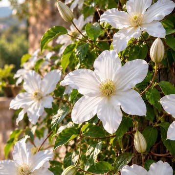 Clematis ‘Huldine’ (Viticella) Sierplanten, Raskleur, Verzenden, Overige soorten, Struik