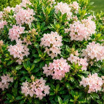 Rhododendron ‘Bloombux Pink’ container (P10.5) Sierplant, Verzenden, Overige soorten, Halfschaduw