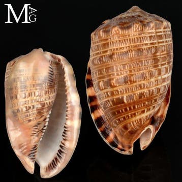 Zeldzame Cassidae Zeeschelp - Rare Cypraecassis Tenuis