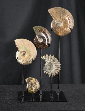 Ammoniet - Gefossiliseerd dier - 5 Ammonite Fossils on