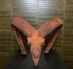 Moeflon Schedel Taxidermie Opgezette Dieren By Max, Ophalen of Verzenden, Nieuw, Wild dier, Opgezet dier