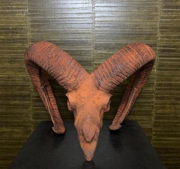 Moeflon Schedel Taxidermie Opgezette Dieren By Max, Verzamelen, Dierenverzamelingen, Ophalen of Verzenden, Nieuw, Wild dier, Opgezet dier