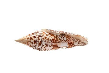 Koningin van de Conus-slakken  GEM  RARE Taxidermie, Nieuw