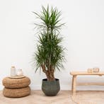 Green Bubble - Dracaena Anita Variegata -160cm - Ø27 cm, Huis en Inrichting, Kamerplanten, Ophalen of Verzenden