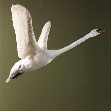 Zwaan Vliegend Taxidermie Opgezette Dieren By Max, Ophalen of Verzenden, Nieuw, Vogel, Opgezet dier