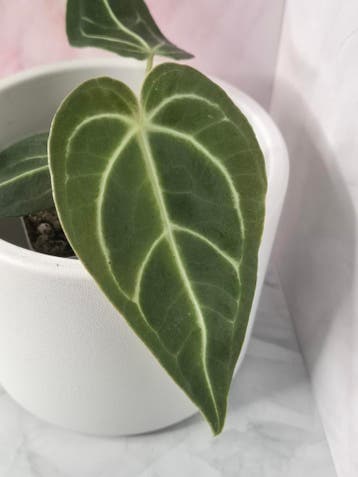 Anthurium Regale #18, Huis en Inrichting, Kamerplanten