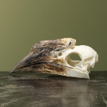 Trompetneushoornvogel V Schedel, Verzamelen, Dierenverzamelingen, Ophalen of Verzenden, Nieuw, Vogel, Opgezet dier