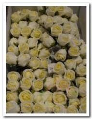Mini Foam Roos Creme 2 cm Doosje, Ophalen of Verzenden, Nieuw