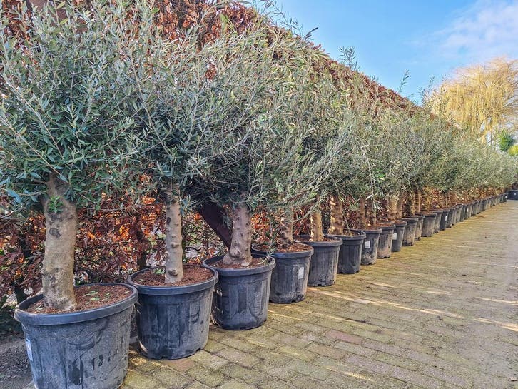 Olea Europaea, olijfboom, olijfbomen, Tuin en Terras, Planten | Bomen, Olijfboom, Volle zon, Ophalen