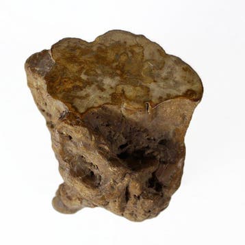 Top gepolijste versteende houtstam - Gefossiliseerd hout -