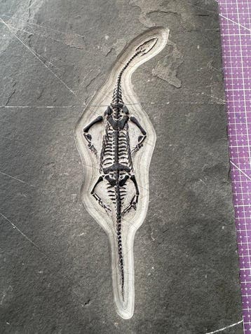 Fossiel reptiel: Keichousaurus – zeldzaam getuigenis uit het