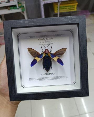 Insekt Taxidermie volledige montage - Chrysochroa buqueti -