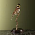Geelkeelgors Taxidermie Opgezette Dieren By Max, Verzamelen, Dierenverzamelingen, Ophalen of Verzenden, Nieuw, Vogel, Opgezet dier