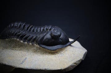 Trilobiet - Gefossiliseerd dier - Morocconites malladoides, Verzamelen, Mineralen en Fossielen