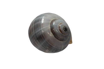 Grote Florida-appelslak (Pomacea paludosa) | Zeldzaam, Nieuw