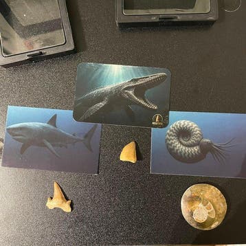 Fossiel - Fossiele tand - Prehistorische Fossielen Collectie