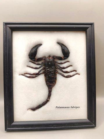Schorpioen Taxidermie volledige montage - Palamnaeus, Antiek en Kunst