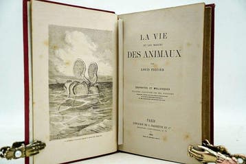 Louis Figuier - La vie et les mœurs des animaux: Zoophytes