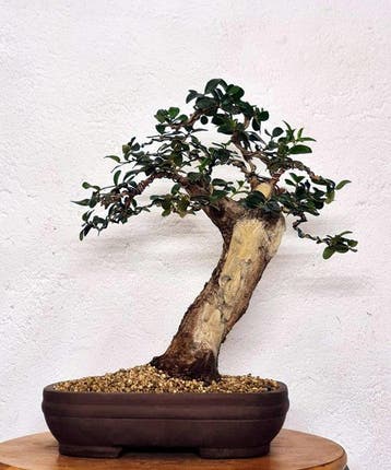 Olijf bonsai (Olea europaea) - Hoogte (boom): 33 cm - Diepte