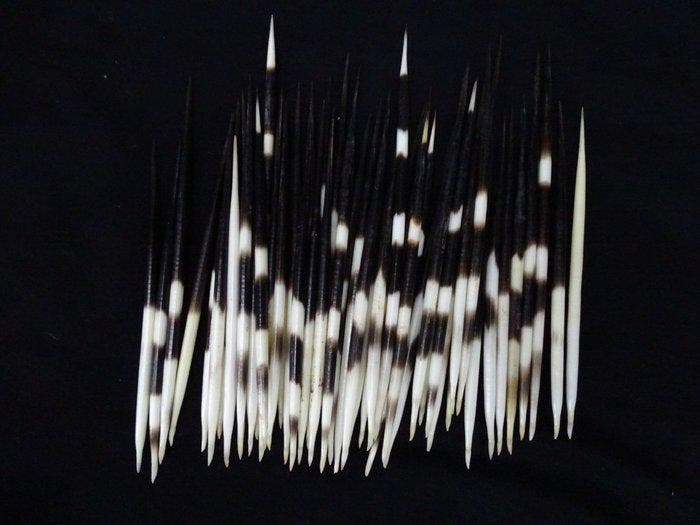 Cape Porcupine Quills - Taxidermie volledige montage -, Antiek en Kunst, Curiosa en Brocante