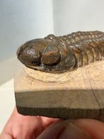 Trilobiet - Gefossiliseerd dier - Phacops - 8.6 cm