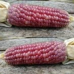 Zea Pofmais Little Miss Muffet decoratieve pofmais 100 zaden, Ophalen of Verzenden, Nieuw