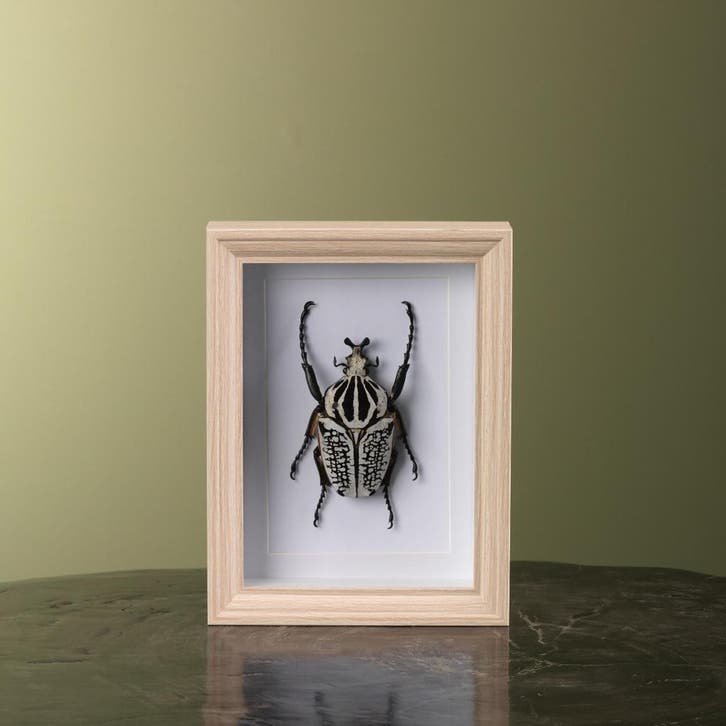 Goliathkever in Lijst Taxidermie Opgezette Dieren By Max, Verzamelen, Dierenverzamelingen, Opgezet dier, Nieuw, Insect, Ophalen of Verzenden