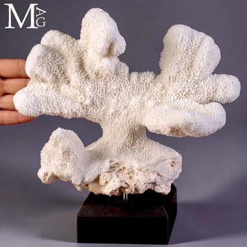 Natuurlijke Stylophora pistillata wit koraal Een elegant, Antiek en Kunst
