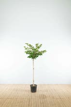 Prunus Accolade halfstam 120cm stam