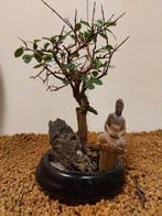 Japanese iep bonsai (Zelkova) - Hoogte (boom): 19 cm -
