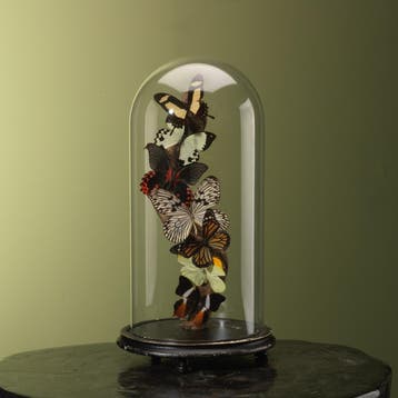 Vlinders in Stolp Taxidermie Opgezette Dieren By Max, Verzamelen, Ophalen of Verzenden, Nieuw, Insect, Opgezet dier