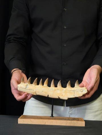 Mosasaurus - Fossiele tand - Mosasaur Jaw Section with Teeth, Verzamelen